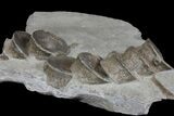 Plate of Fossil Ichthyosaur Vertebrae - Germany #167805-2